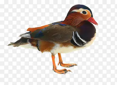 һֻԧ��-������