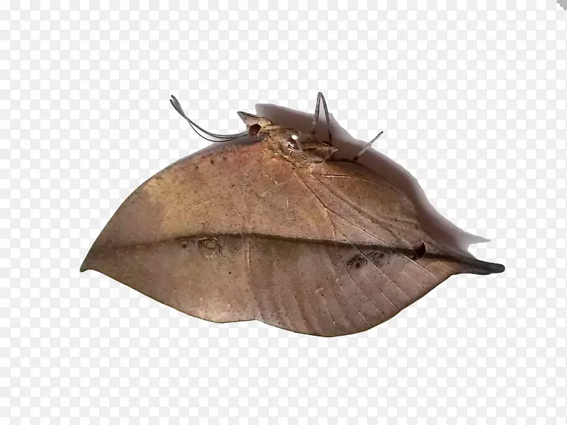 ��ɫ��Ҷ��-������