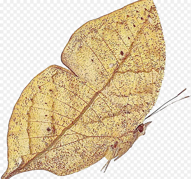 ����Ҷ�Ŀ�Ҷ��-������