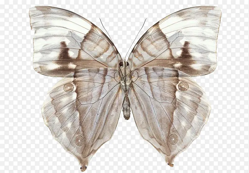 ͸����Ҷ��-������