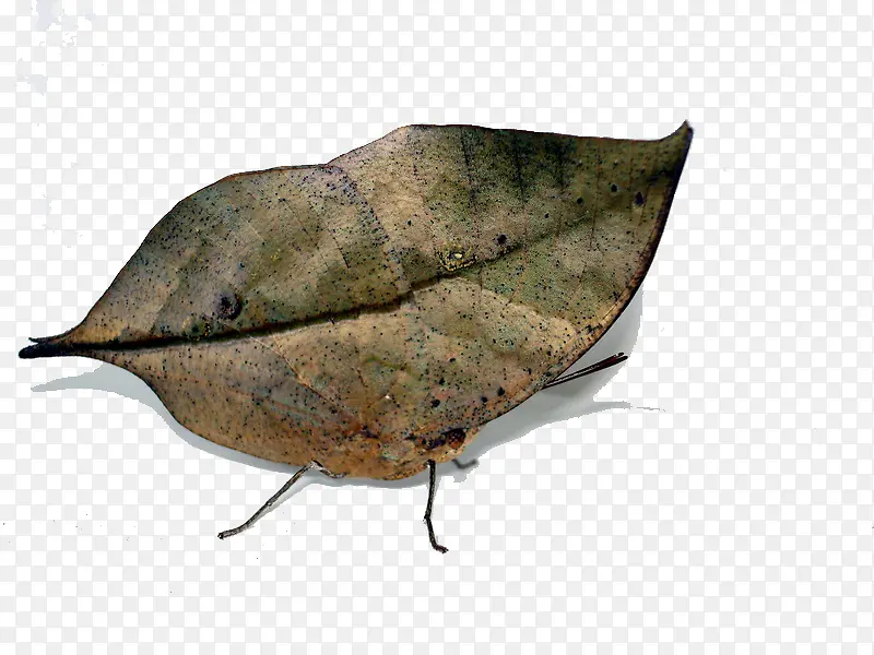 ��Ҷ��״��Ҷ��-������