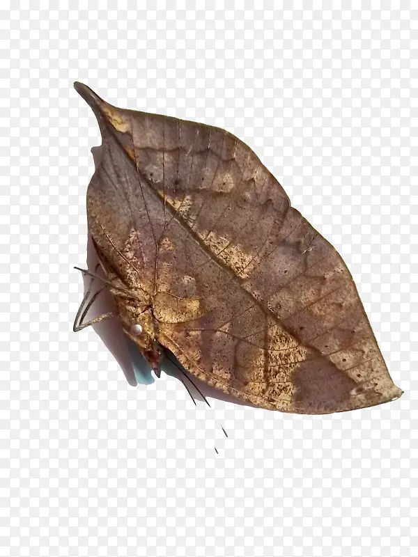 ���ؿ�Ҷ��-������