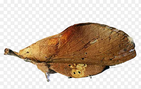 С�ɵĿ�Ҷ��-������