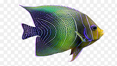 ��ɫ����-������