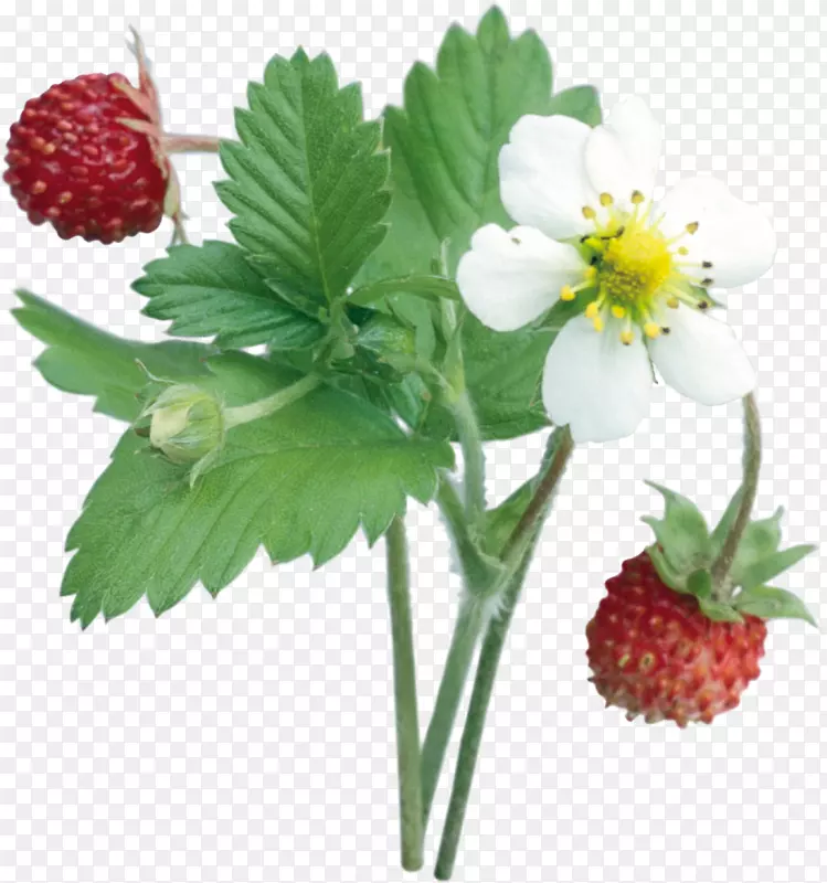 �����ݮˮ��ʳƷ-��ݮ-������