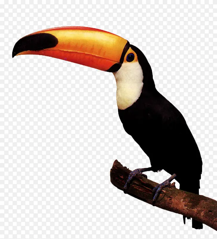 վ����֦�ϵĴ�����-������