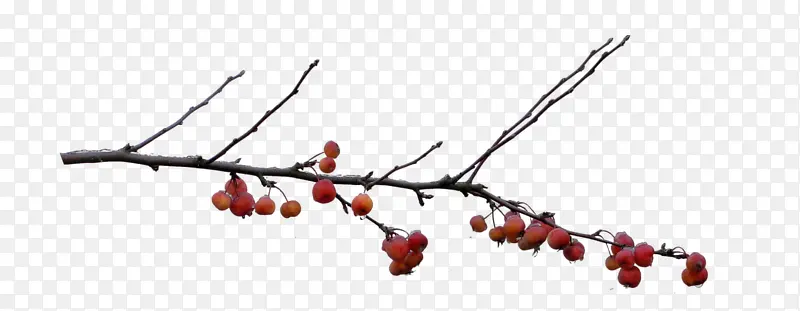 ӣ������֦-������