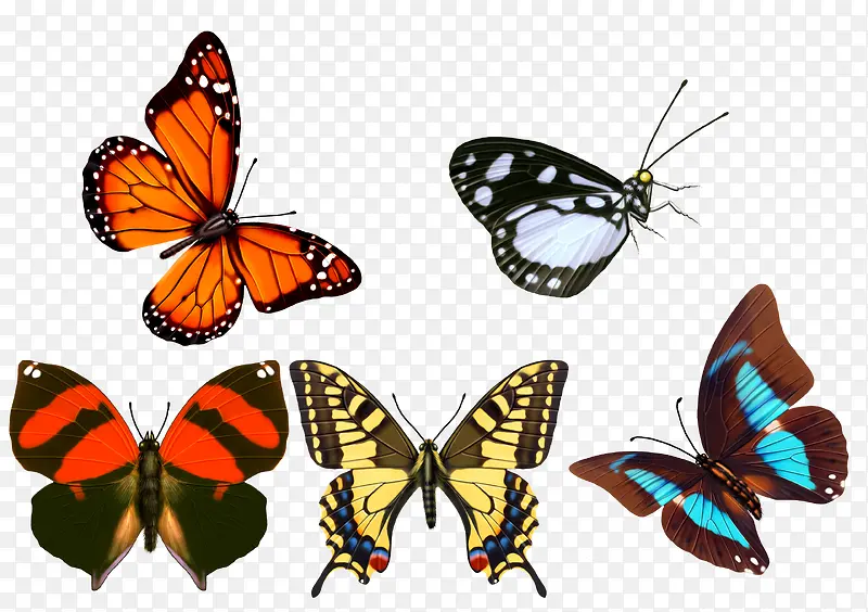 ������ɫ�����󼯺�-������