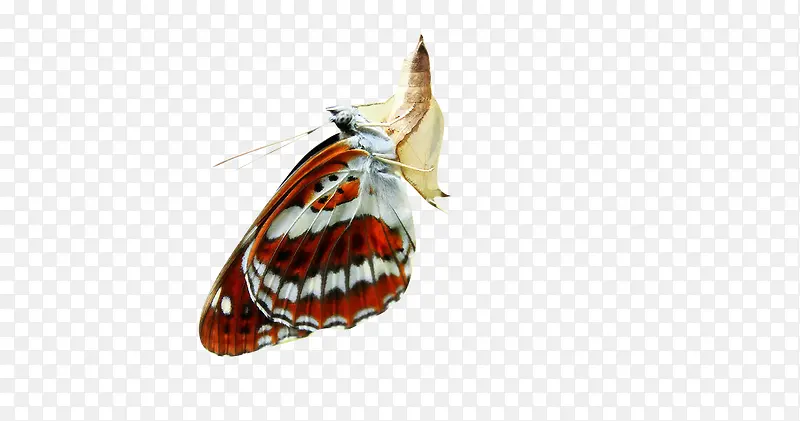 �����ĺ���-������