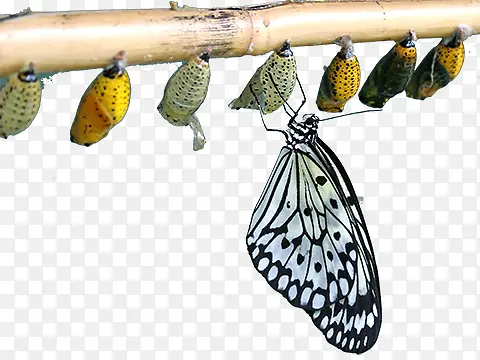 ������Ӽ-������