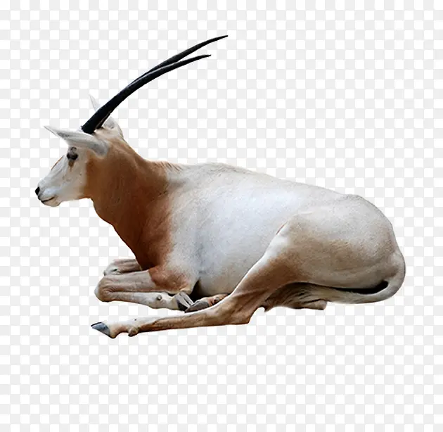 ϡ�ж��������-������