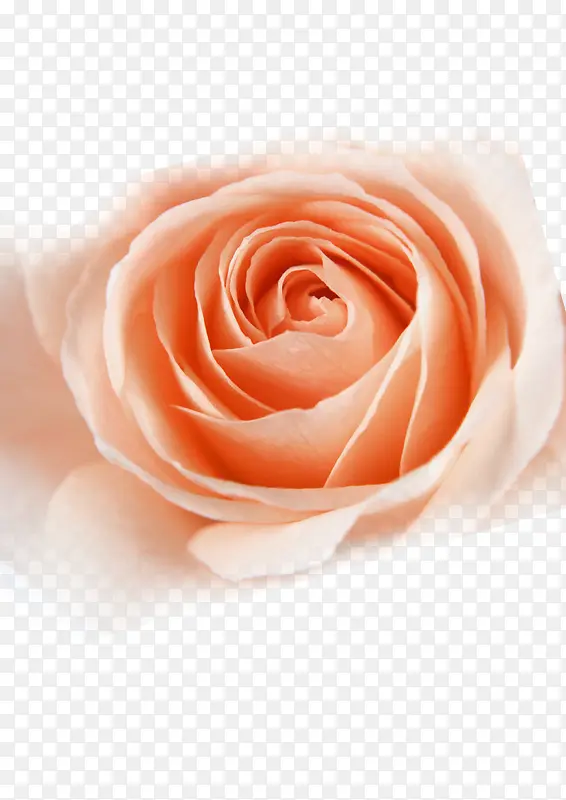 Ψ���ʻ�-������