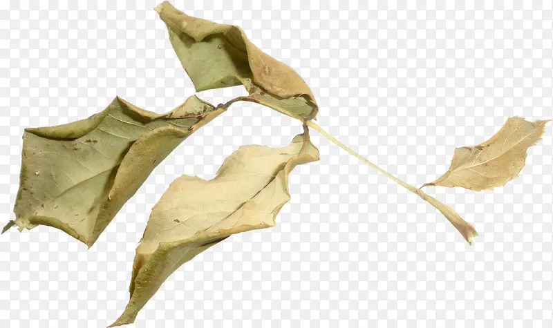 ��ή֦Ҷ-������