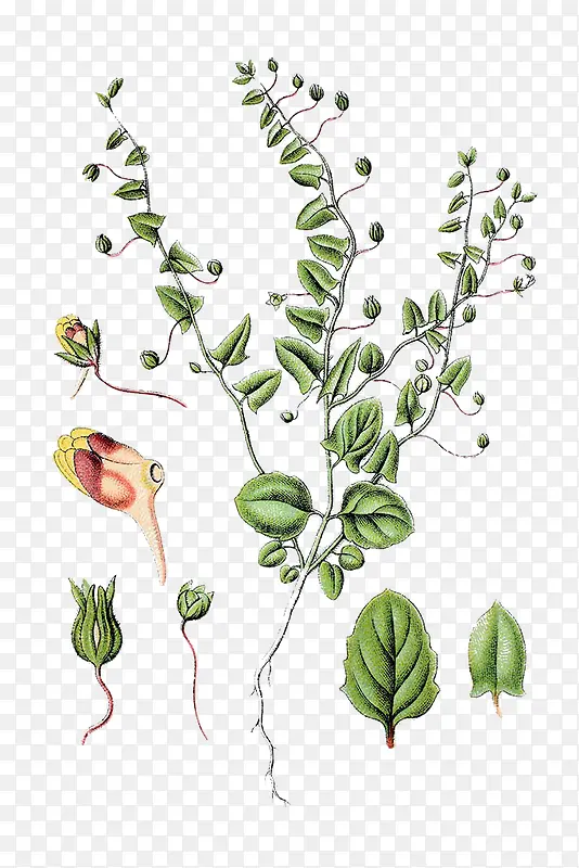 ��������廭-������