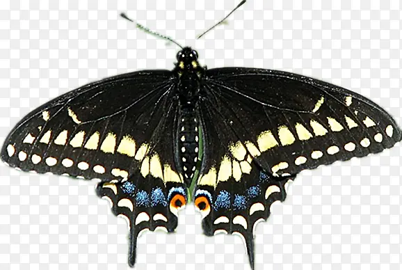 �����ķ�β��-������