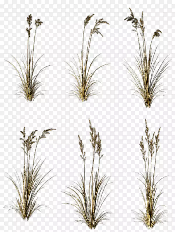 �ݡ�֦��ֲ�ﾥ��-������