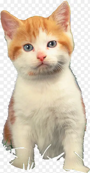 �ɰ��޹�����è��-������