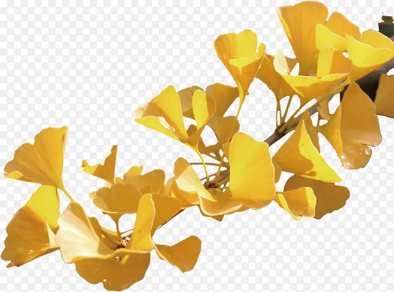 ��ɫ������֦-������