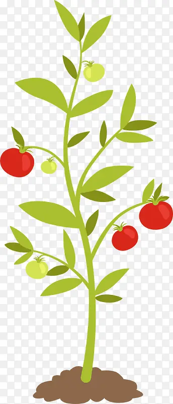 ��ɫ��ֲͨ��-������