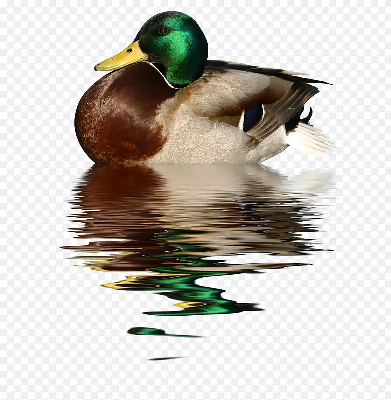 ˮ��Ѽ��ͼƬ-������