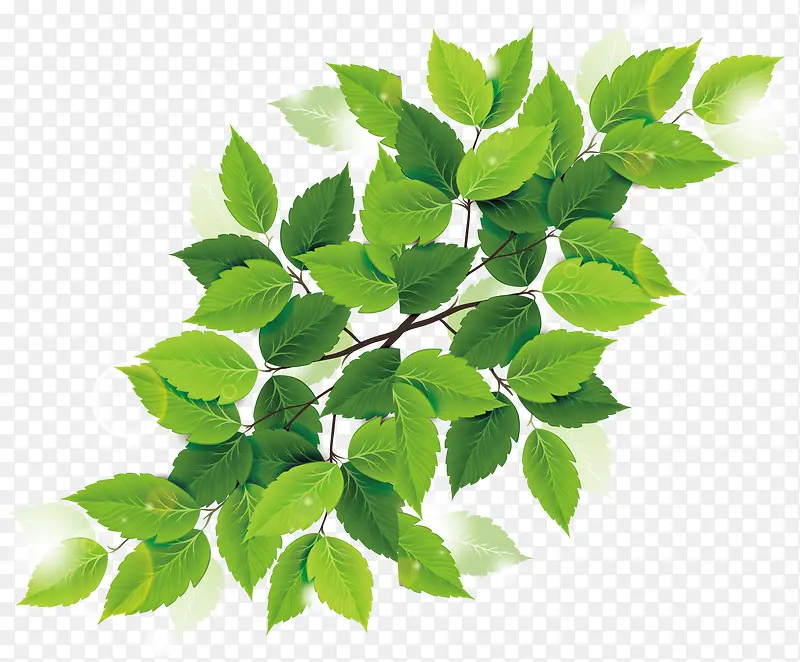 ����ʱ��Ҷ���ز�-������