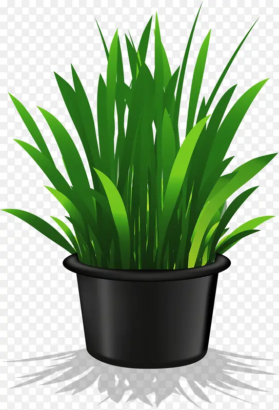 һ���̲�-������