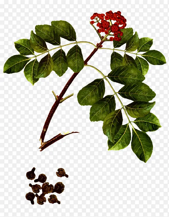 ��������֦-������