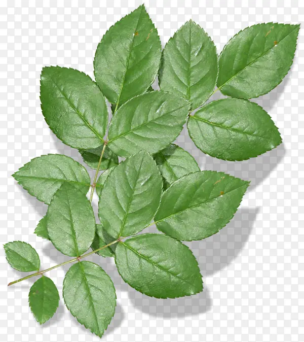 ʵ����֦��Ҷʵ��װ��-������