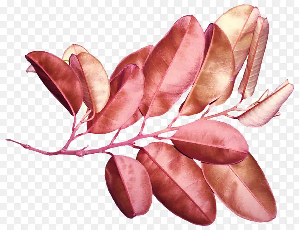 ��ɫ��Ҷʵ��-������