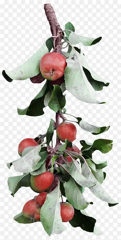 ƻ��-������