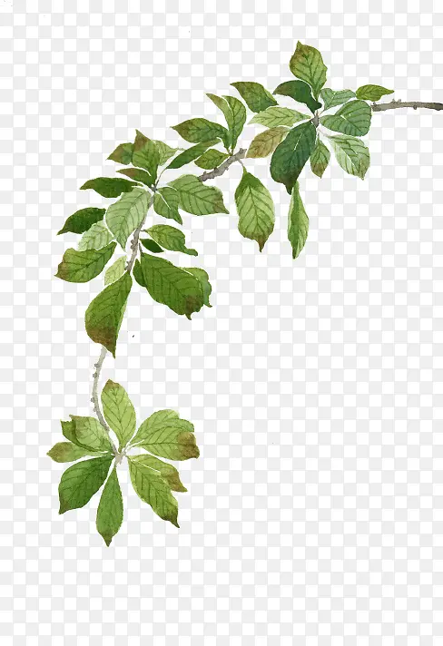 ��ɫ����֦-������