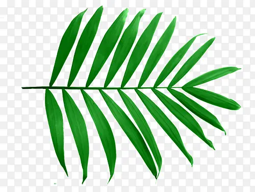 ��Ҷ��֦-������