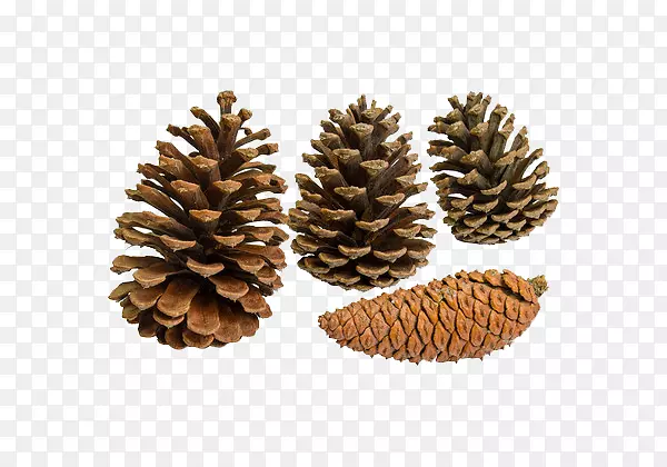 ����ɼ��Ҷ��.������ʵ-������