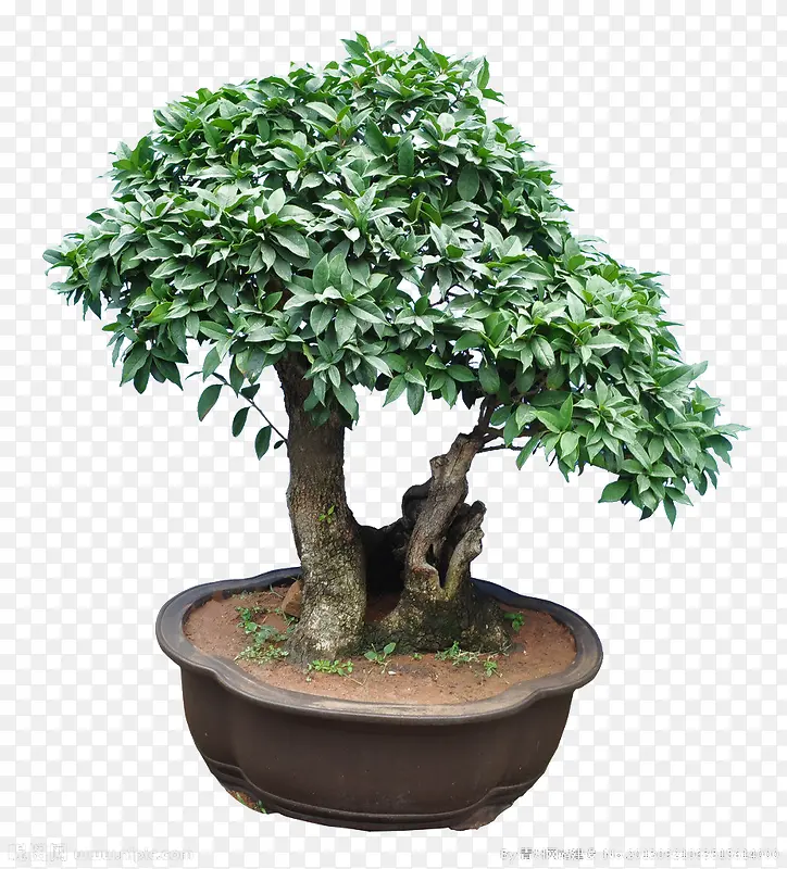 ��С��-������