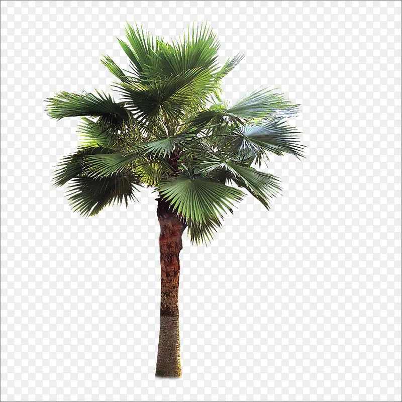 Ҷ����-������