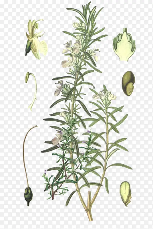 ʸ���Ե��������ز�-������