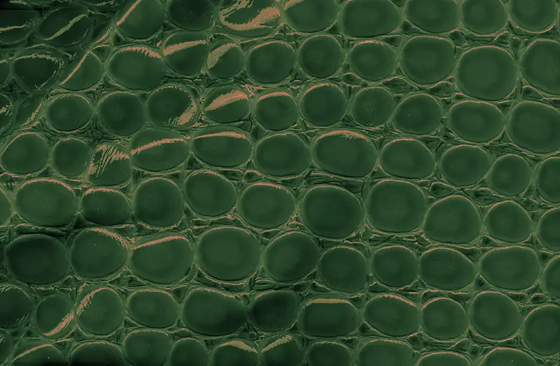 Ƥ�����屳��-������