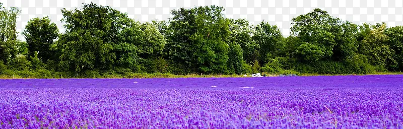 ����޹�²ݻ���-������