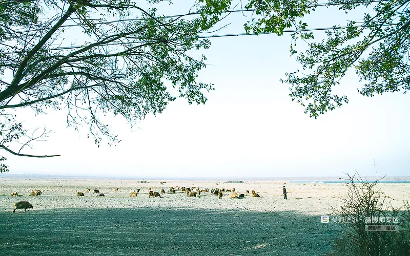 ��ԭ�ϵĶ�����֦��������-������