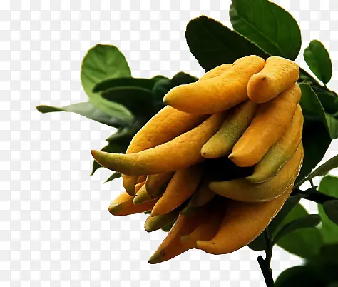 ���ָ�����ز�����ز�-������