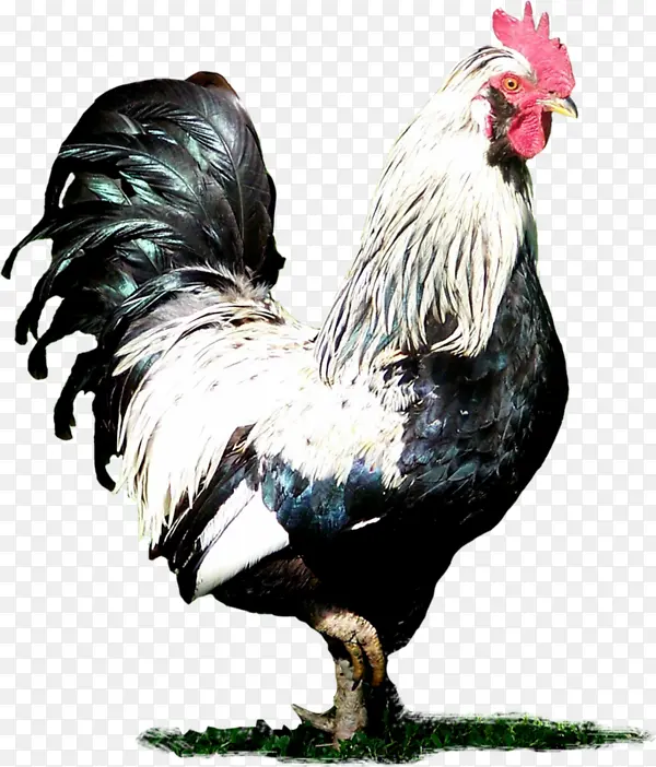 �ֻ湫��-������