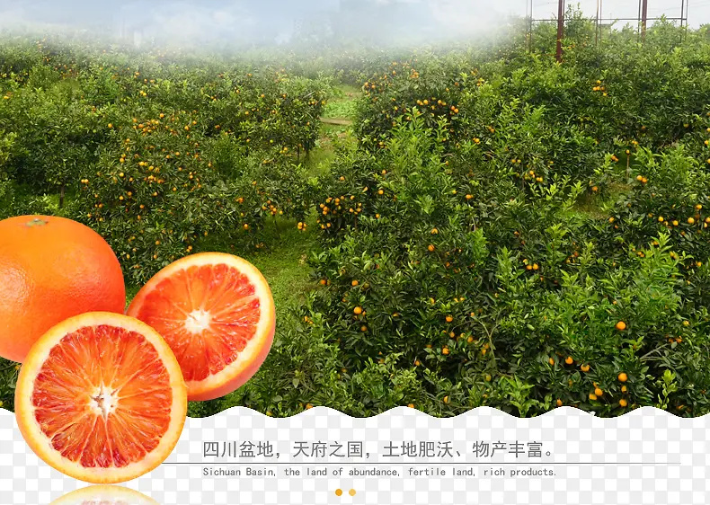 ˮ����԰����-������