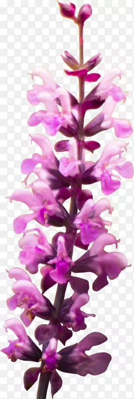 ���������϶�����ɫ������-޹�²ݻ�-������