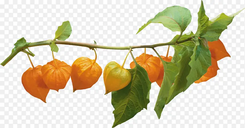 �������֦-������