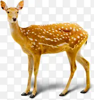 �ɰ�����÷��¹����-������