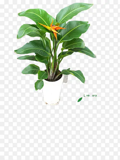 ������ֲ��-������