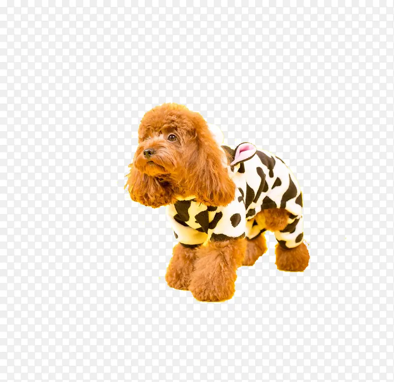 �ɰ���̩��Ȯ-������