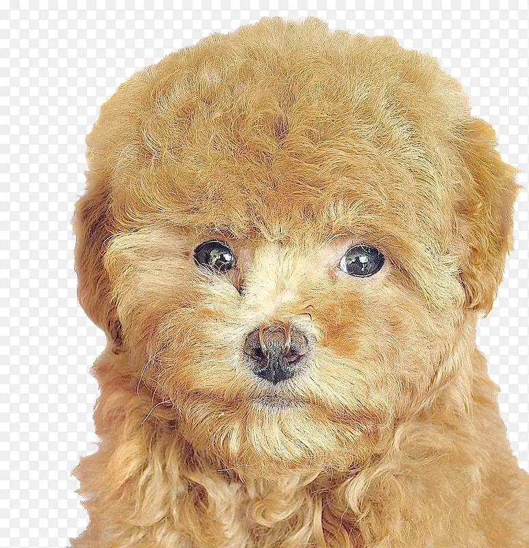 �ɰ�̩��Ȯ-������