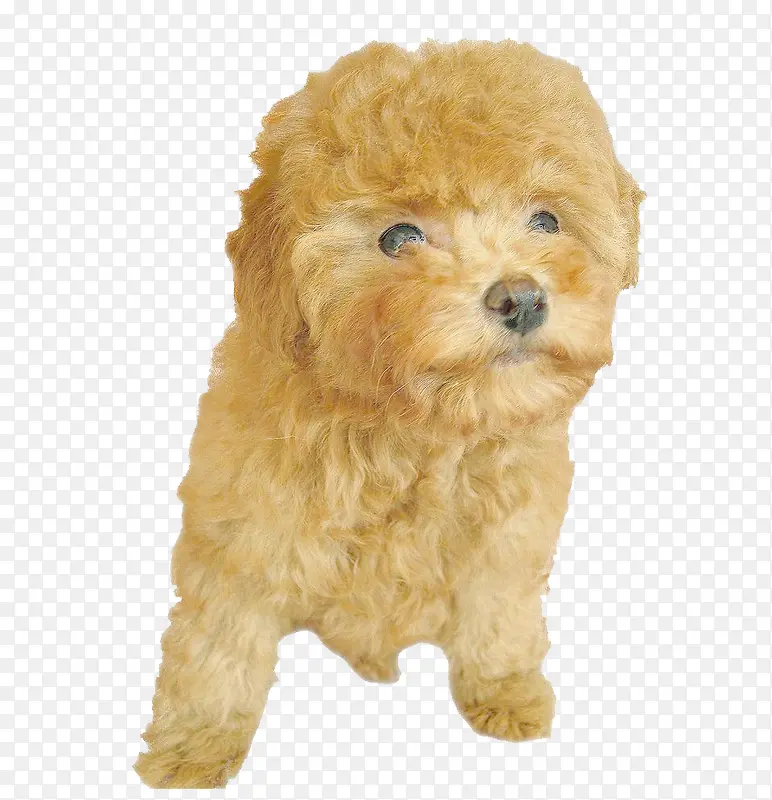 �ɰ�̩��Ȯ-������