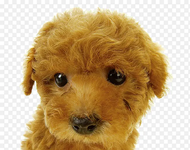 ������̩����Ȯ-������